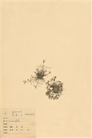 藏品(飄拂草)的圖片